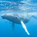 Massive declines in the populations of whales and other large mammals have disrupted the system of recycling important nutrients such as phosphorus.