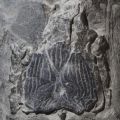 Janusiscus fish fossil