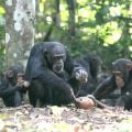 A mother chimpanzee processing oil palm nuts with stone tools at Bossou. The mother (Jire) is 42 years old, and she is accompanied by her two children.