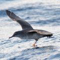 A seabird flies low over waves, wings outstretched. On each leg, a ring is visible.