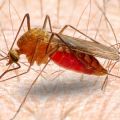 Red blood cell variation linked to natural malaria resistance