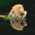 An anopheles mosquito emerges from its pupa