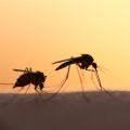 Modern housing associated with reduced malaria risk in sub-Saharan Africa