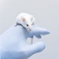Top Ten Universities for Animal Research Announced