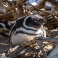 A penguin crouches down inside a nest of tree branches