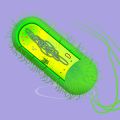 Illustration of plasmid inside bacteria cell