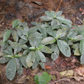 Psychotria