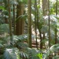 Fungi's role in policing the rainforests has been revealed