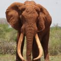 Satao, a bull elephant who was killed for his ivory in June 2014