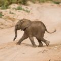 Photograph of an elephant calf in northern Kenya