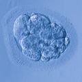 Human egg cells. Female embryos have a higher mortality in the first trimester of pregnancy. 