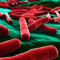 A close-up artistic image of E. coli bacteria. Image credit: Shutterstock.