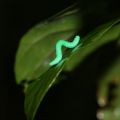 Fake caterpillars reveal a global pattern in predation
