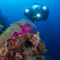 A three-person submarine underwater near a coral. Image credit: Nekton/Ocean Census.
