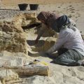 300,000 year old elephant tusk excavated in Saudi Arabian desert 