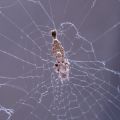 Uloborus plumipes in its web