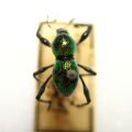 Weevil structural colour