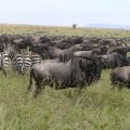 A vast herd of wildebeest with several zebras grazing among them on the Serengeti plains during the great migration.