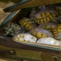 Tortoise shells being smuggled in a battered suitcase. 