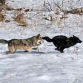 Members of the Druid Peak Pack in Yellowstone National Park engage in a game of chase. The gray colored wolf on the left represents the homozygous gray phenotype, while the black colored wolf on the right represents the K-locus black phenotype. 