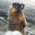 Yellow-bellied Marmot standing on hind legs by fallen tree trunk