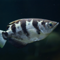 Archerfish