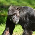 Chimpanzee mutations mostly come from fathers