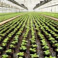 Interior of a commercial greenhouse for cultivating potted houseplants for retail with rows of green seedlings stretching back into the distance