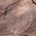 A fossil imprint of a circular animal with wave-like impressions radiating out from the centre to the edges. Credit: Lidya Tarhan.