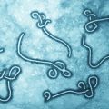 Ebola vaccine offers long-lasting immunity