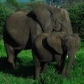 Photograph of two elephants