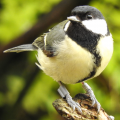 Great Tit with RFID