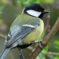 Great tit wearing a PIT tag