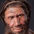 Model of Neanderthal from Natural History Museum, London. The Museum collaborated in the research.