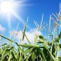Maize plants evolved to harvest the Sun's energy efficiently