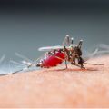 Drug resistant malaria spreading in South-East Asia