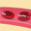 Blood stage of malaria lifecycle