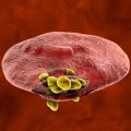 Illustration: Release of malaria parasites from red blood cell