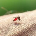 The overall rate of malaria infections in Africa fell by 50 percent between 2000 and 2015.
