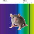 Mouse superimposed on a section of the visible light spectrum