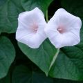 Ipomoea aequatoriensis flowers at University of Oxford Department of Plant Sciences Photographs by Tom Wells