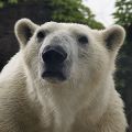The word for 'muzzle' was found in a description of a muzzled polar bear fishing in the Thames