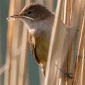 A reed warbler perched on a reed