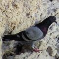 Rock Dove on a cliff face