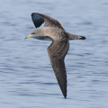 Scopoli's shearwater