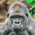 You can't live forever: The team analysed data from primates, including gorillas. All the datasets revealed the same general pattern of mortality: A high risk of death in infancy which rapidly declines in the immature and teenage years, remains low until 