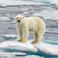 We have all seen images of distressed animals and devastated regions affected by flooding, fire and rising temperatures, says Professor Malhi. They show real decline in ecosystems around the world...even the Arctic tundra. Credit: Shutterstock.