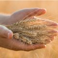 Together, the Projects have produced a rich and diverse set of outputs that help to further our understanding of how to move towards a more resilient food system - Dr John Ingram. Credit: Shutterstock.