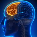 Frontal lobe area of the brain