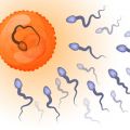 Illustration of the fertilisation of an egg by sperm